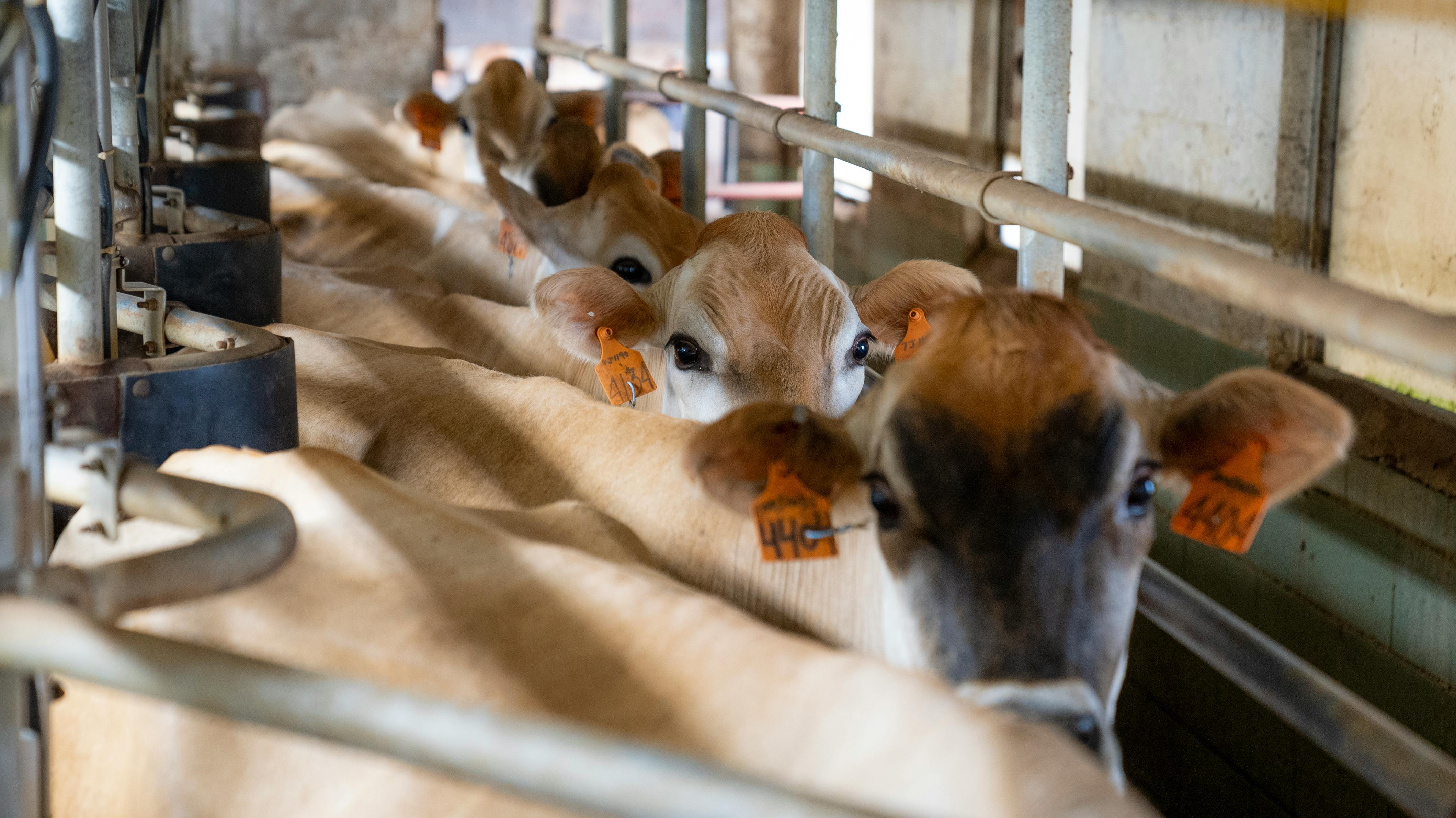 Selección de materia prima